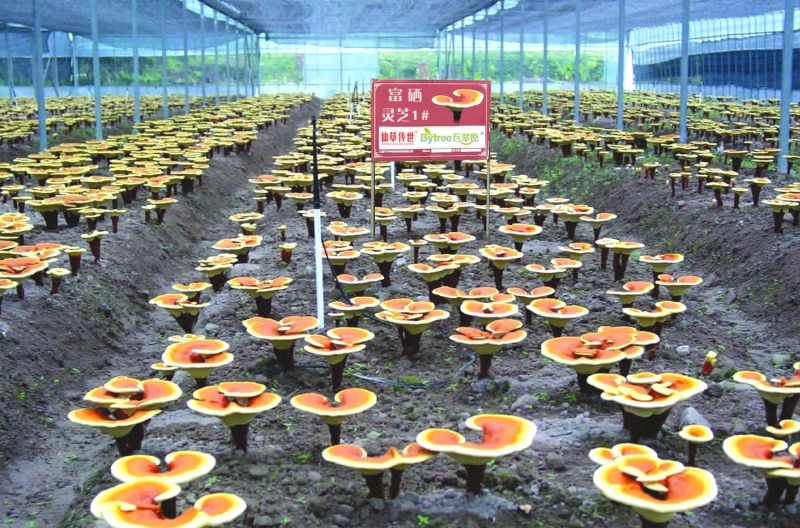 һ̖(h��o)����